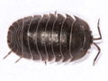 Armadillidium depressum
